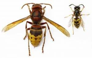 differenze calabrone vespa