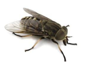 disinfestazione mosche bergamo